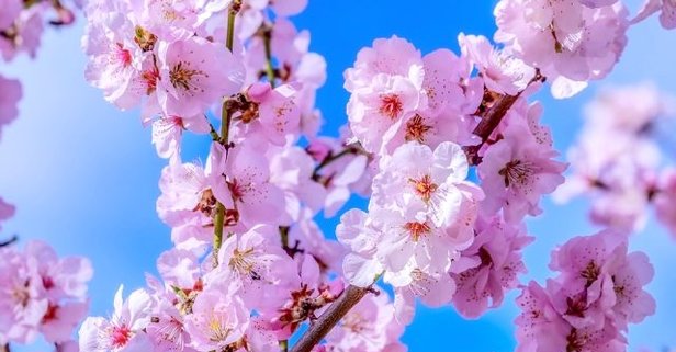 Nevruz Ne Zaman Kutlanır?